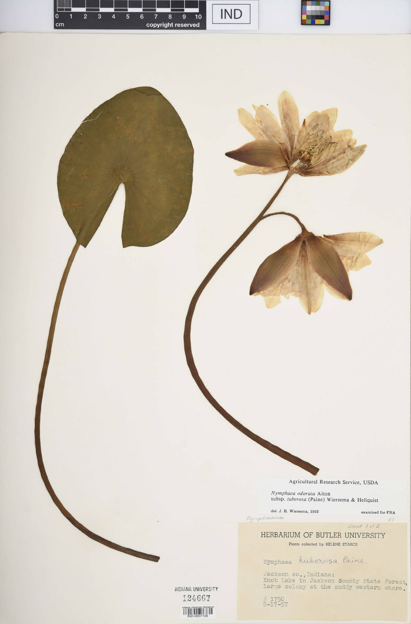 Nymphaea odorata subsp. tuberosa image