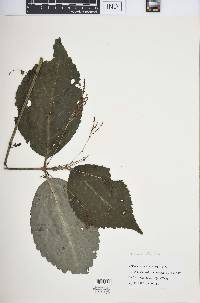 Chloranthus multistachys image