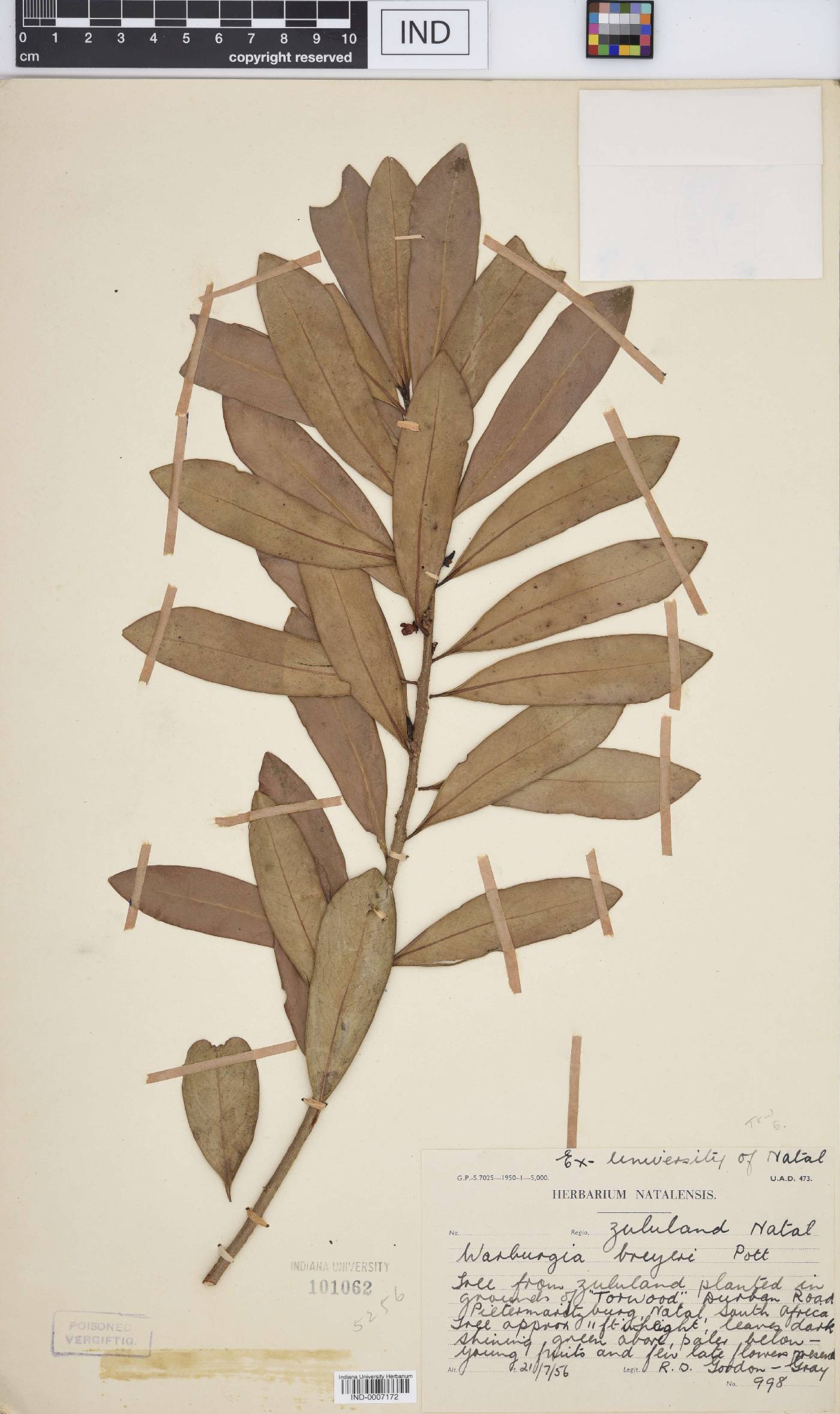 Warburgia salutaris image