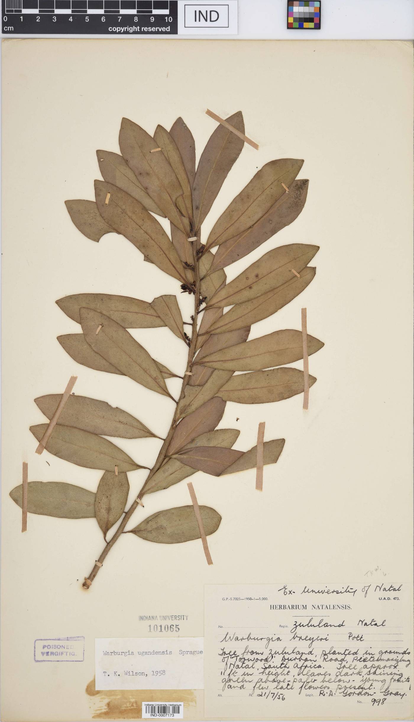 Warburgia ugandensis image