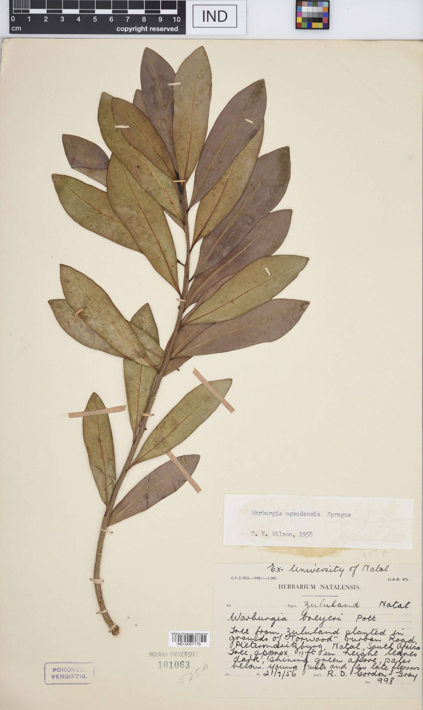 Warburgia ugandensis image