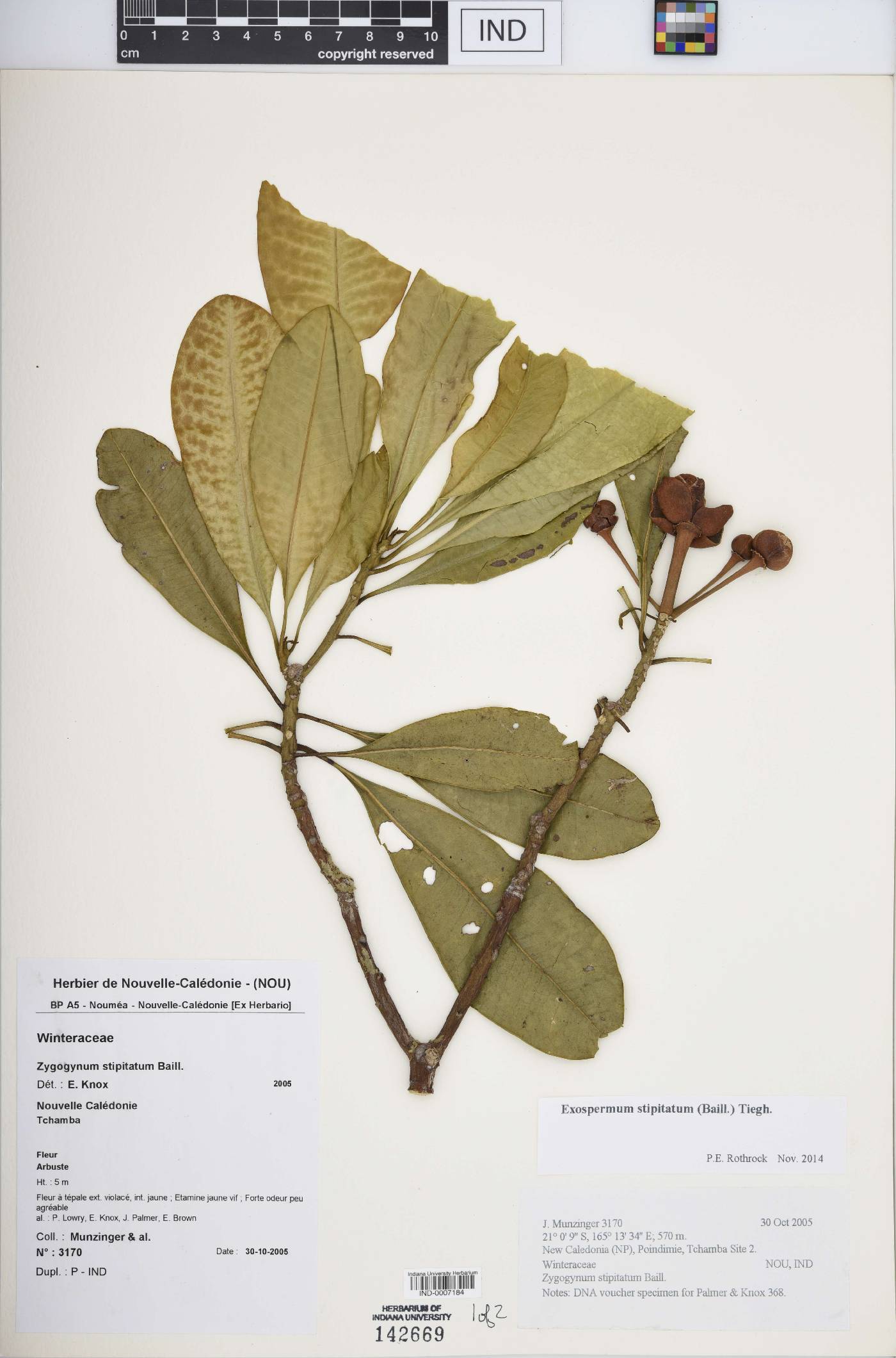 Exospermum stipitatum image