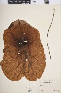 Aristolochia grandiflora image