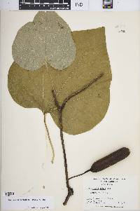 Aristolochia macrophylla image