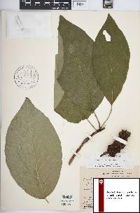 Magnolia acuminata image