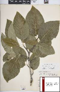 Magnolia acuminata image