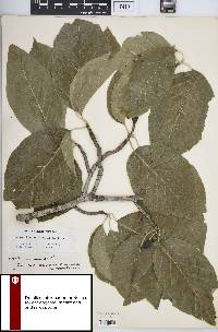 Magnolia acuminata image