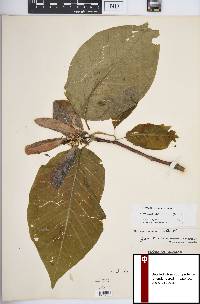 Magnolia acuminata image