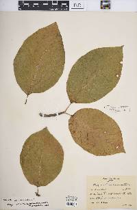 Magnolia acuminata image