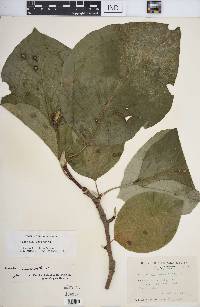 Magnolia acuminata image