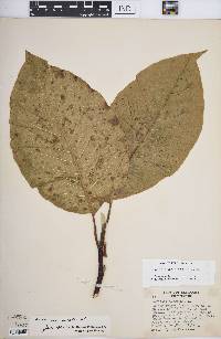 Magnolia acuminata image