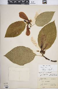 Magnolia acuminata image