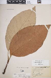 Magnolia acuminata image