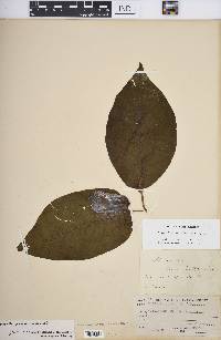 Magnolia acuminata image