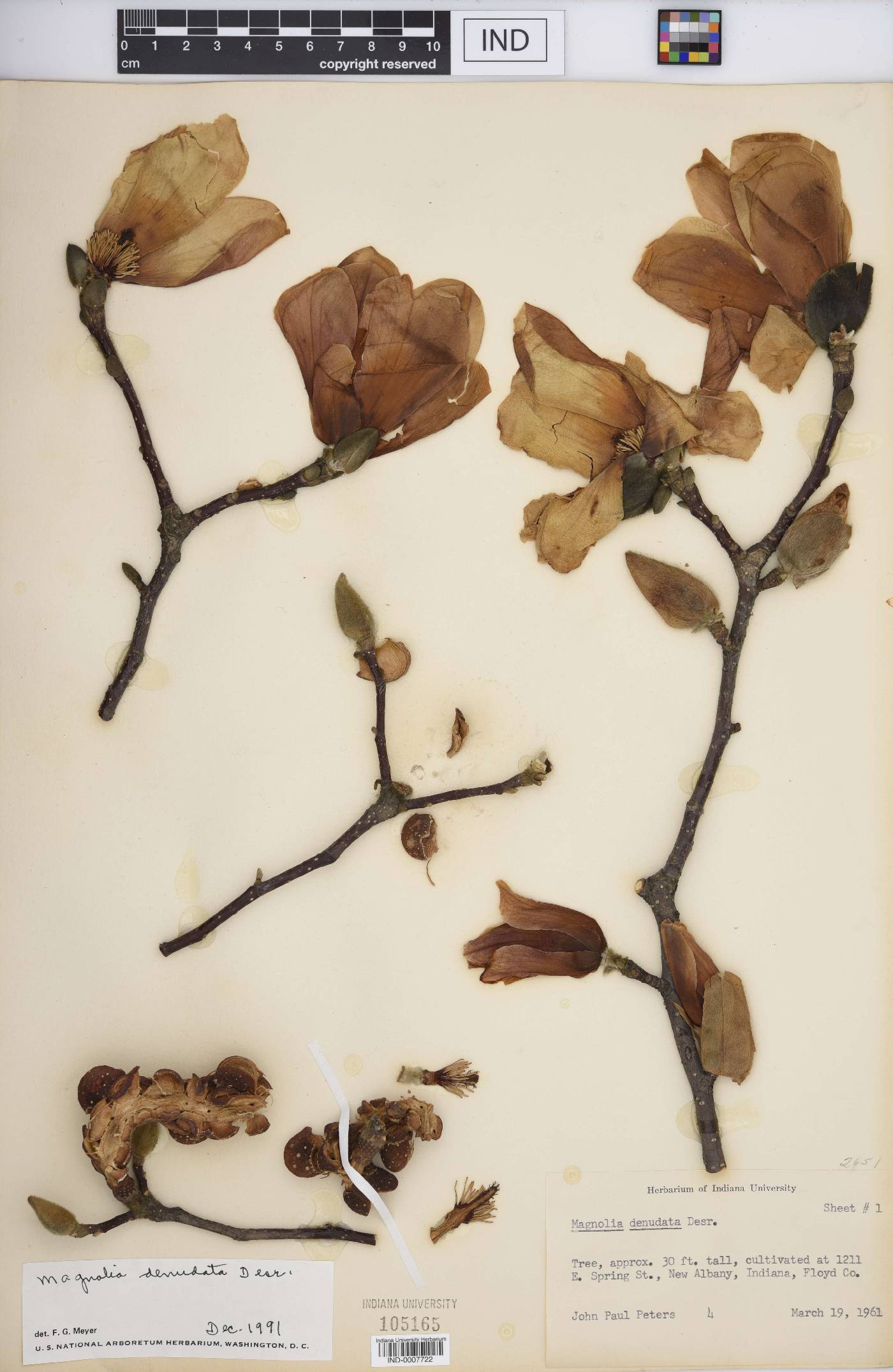Magnolia denudata image