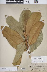 Magnolia grandiflora image