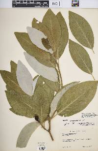 Magnolia virginiana image