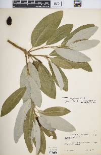 Magnolia virginiana image