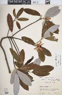 Magnolia virginiana image