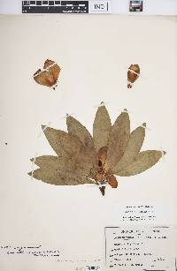 Magnolia virginiana image