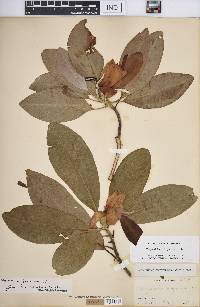 Magnolia virginiana image