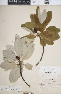 Magnolia virginiana image