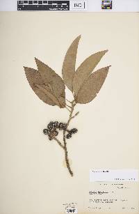 Image of Michelia × alba
