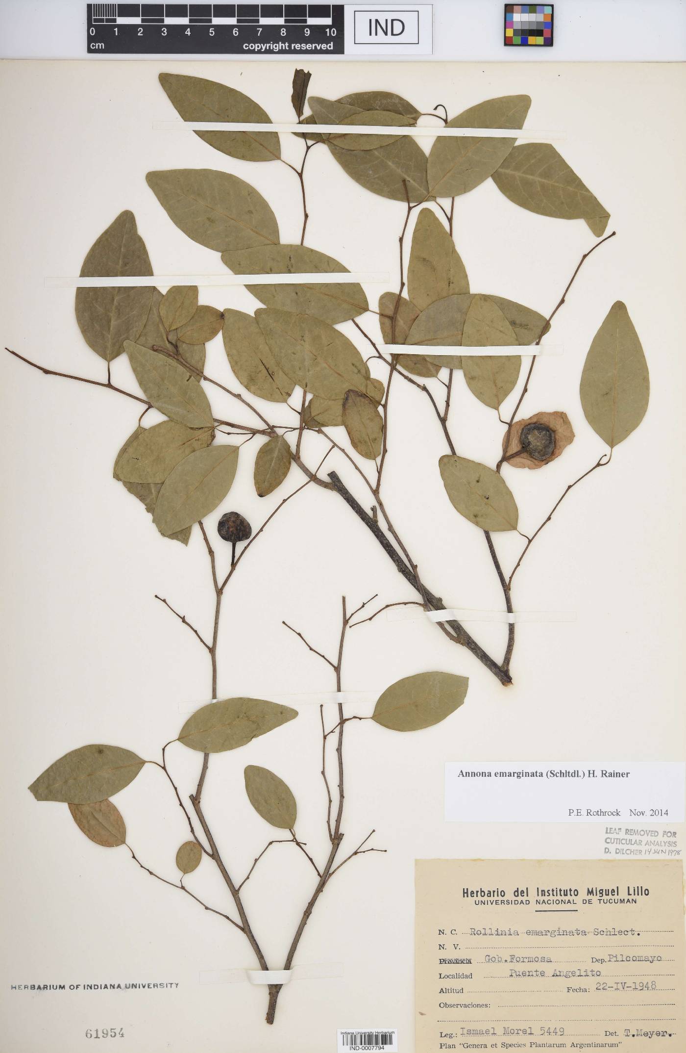 Annona emarginata image