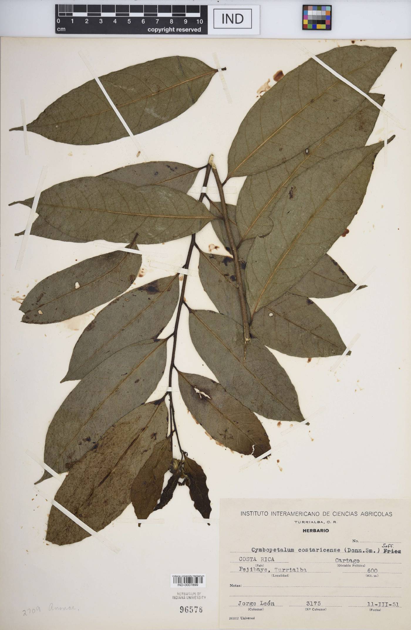 Cymbopetalum costaricense image
