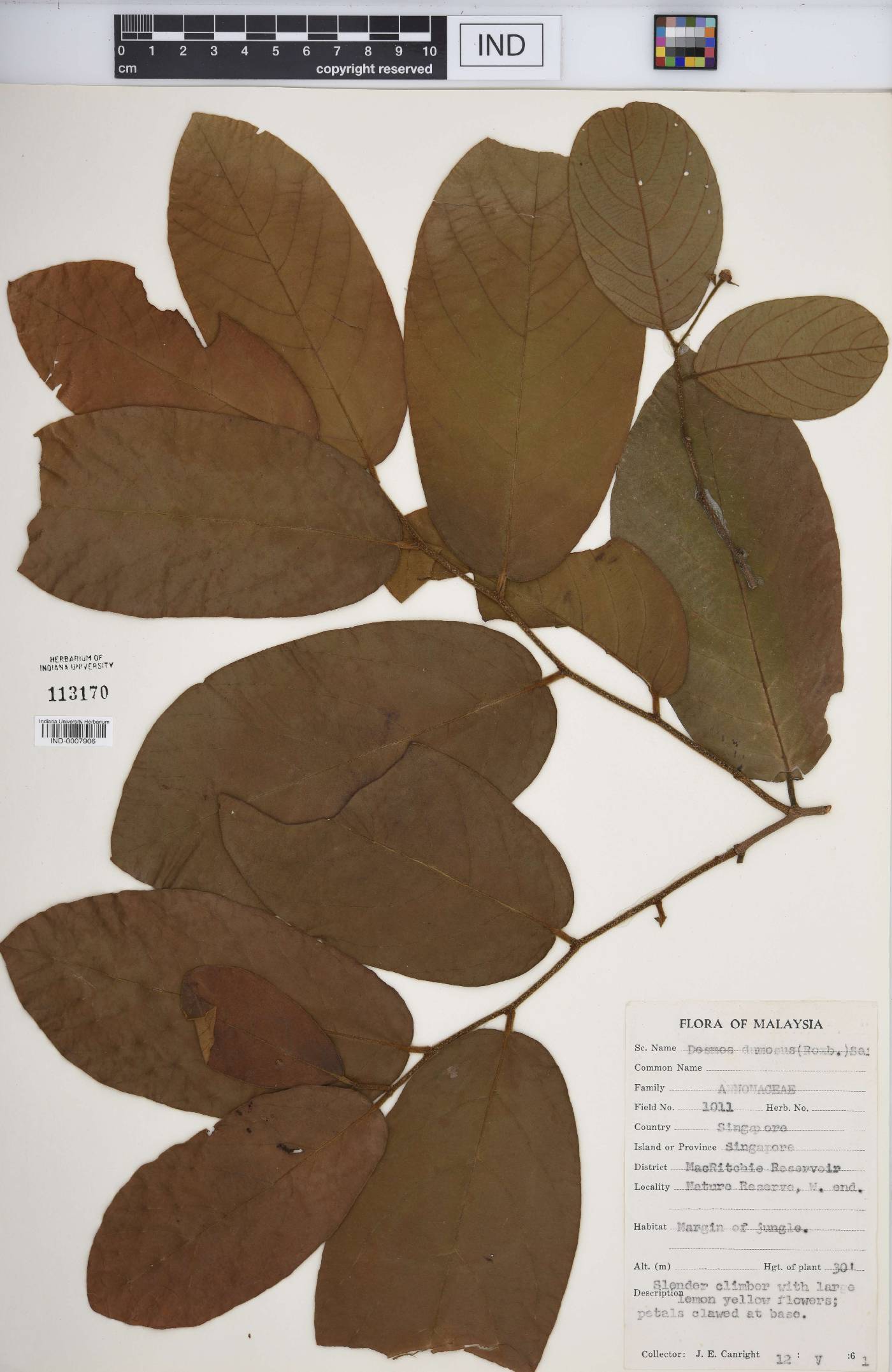 Desmos dumosus image