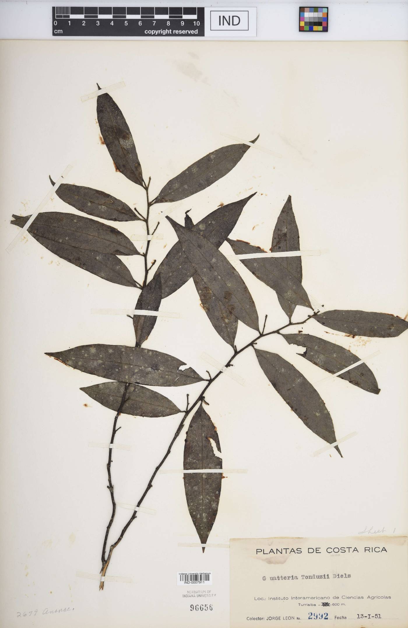 Guatteria tonduzii image