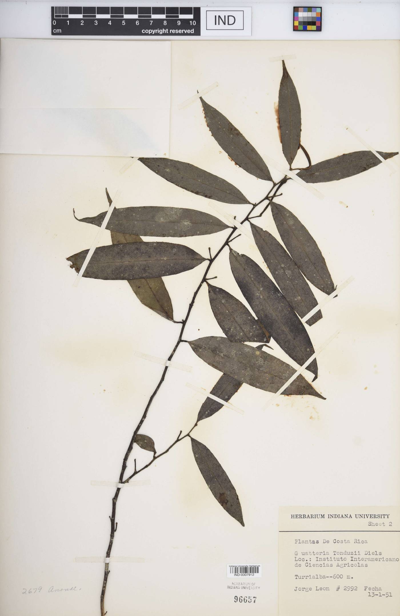 Guatteria tonduzii image