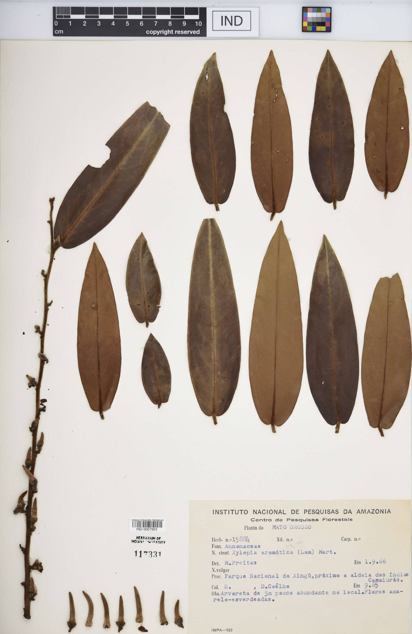 Xylopia aromatica image