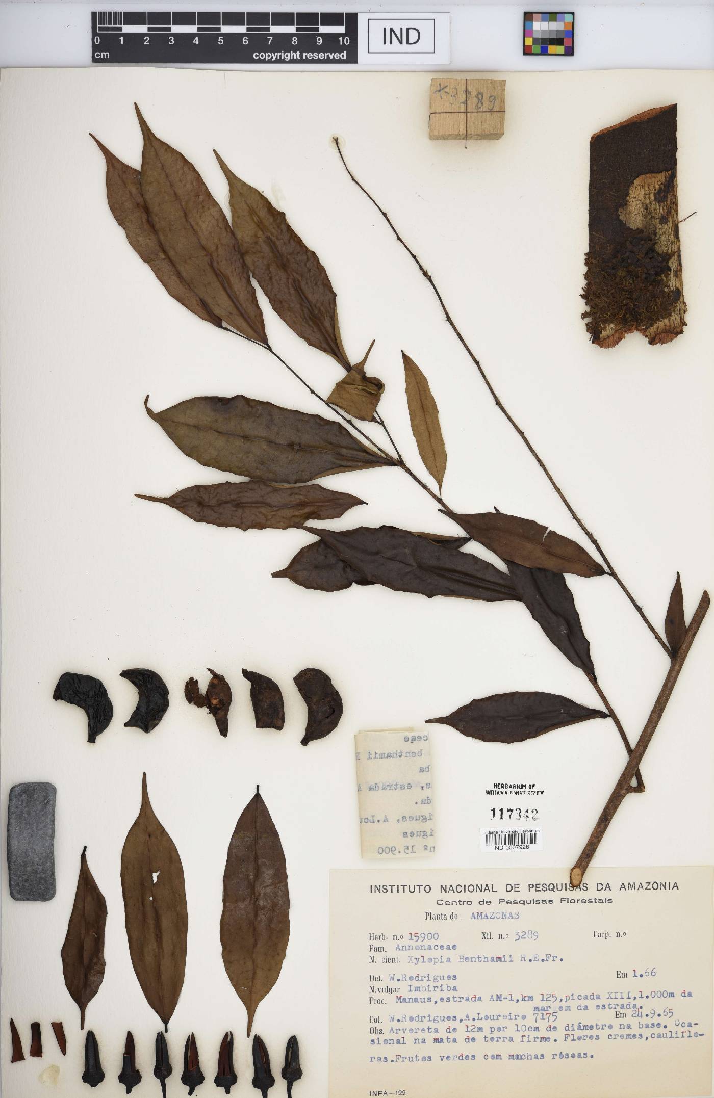 Xylopia benthamii image