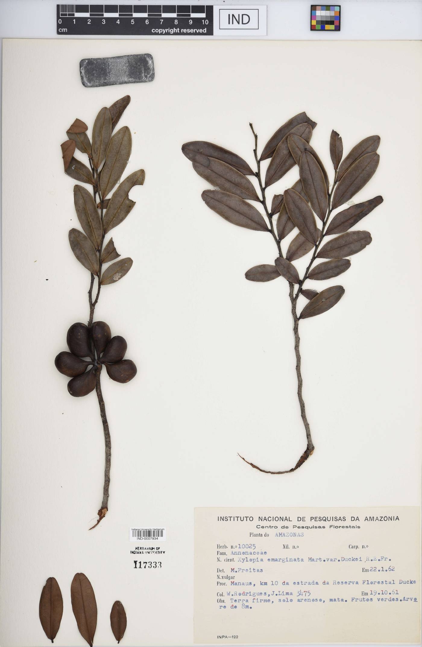 Xylopia emarginata var. duckei image