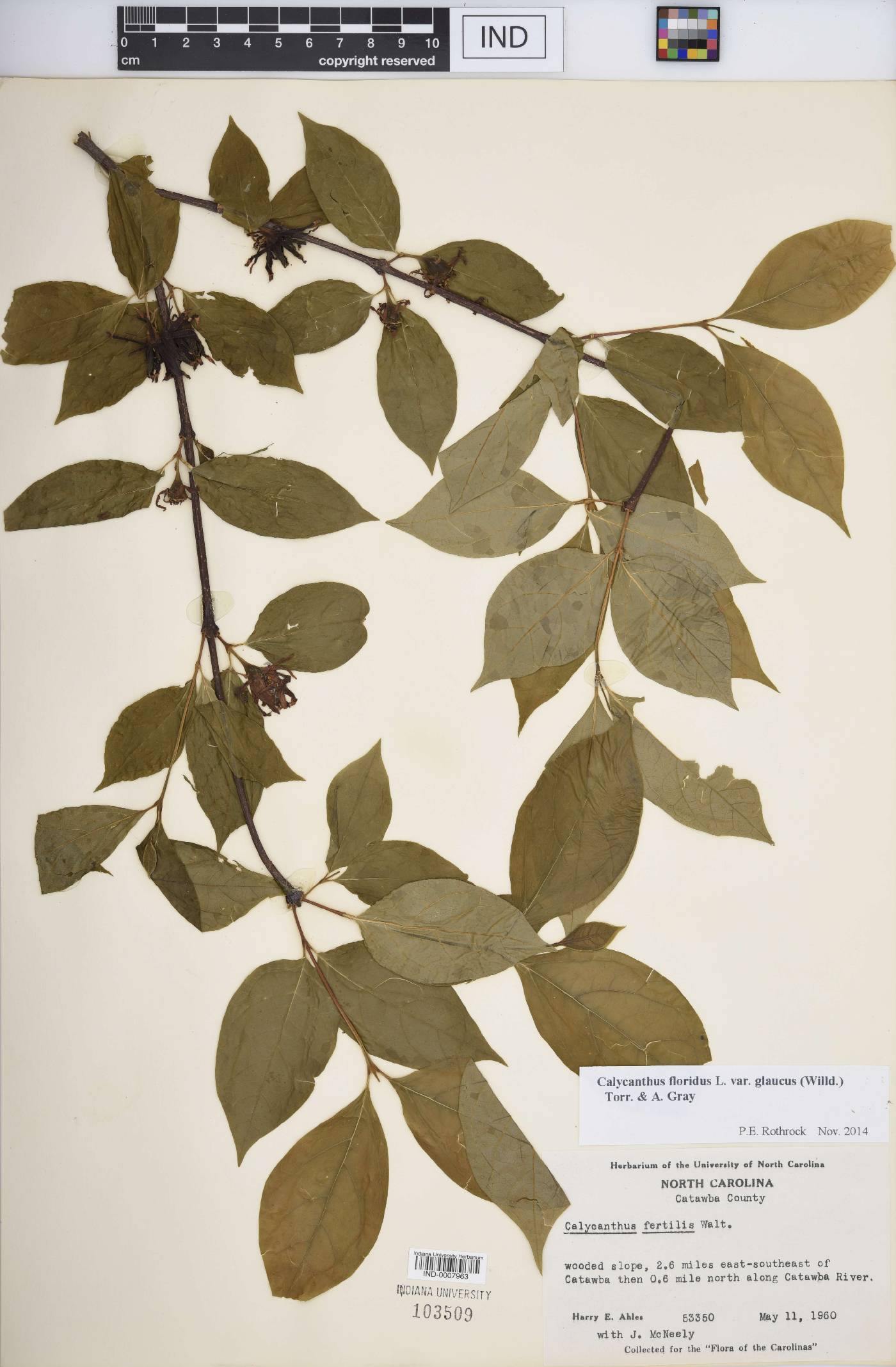 Calycanthus floridus var. glaucus image