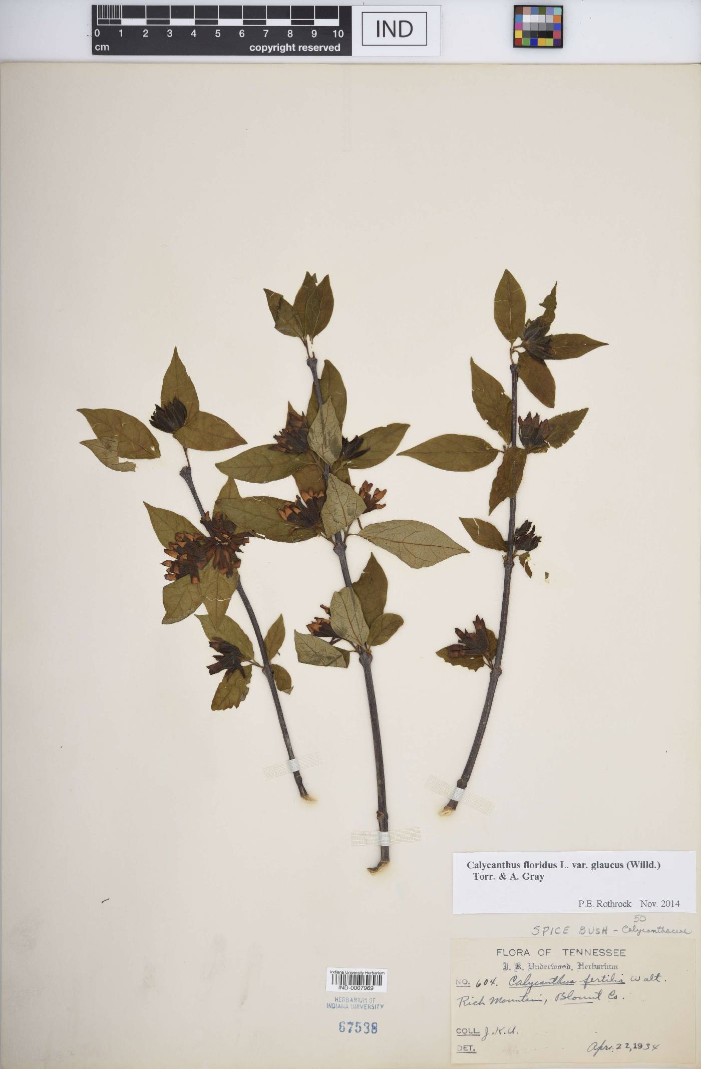 Calycanthus floridus var. glaucus image