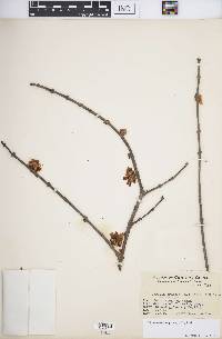 Chimonanthus praecox image