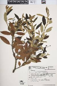 Cinnamomum sellowianum image