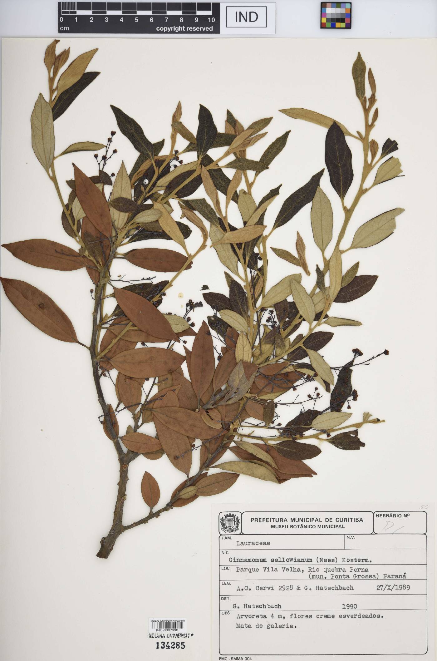 Cinnamomum sellowianum image