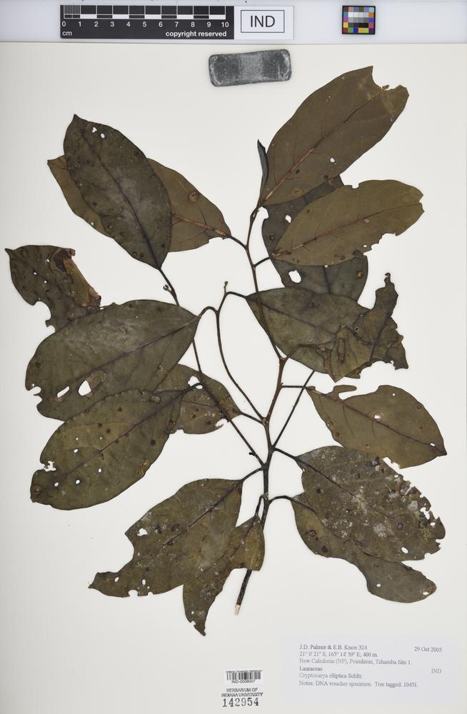 Cryptocarya elliptica image