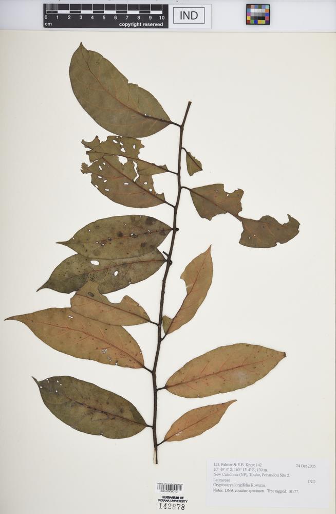 Cryptocarya longifolia image