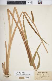 Acorus calamus image