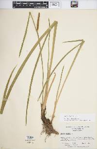 Acorus calamus image