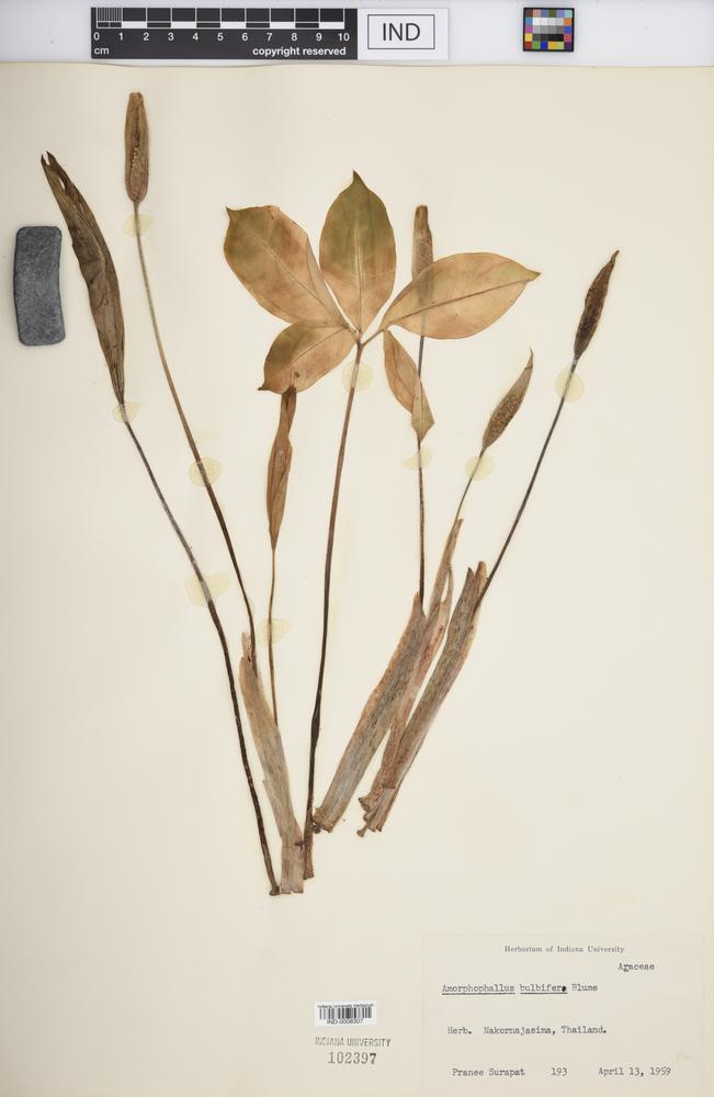 Amorphophallus bulbifer image