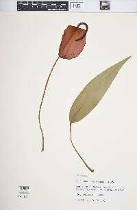 Anthurium scherzerianum image