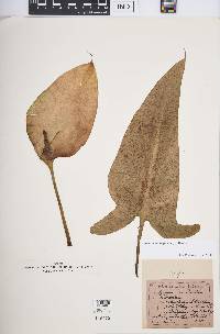 Zantedeschia aethiopica image