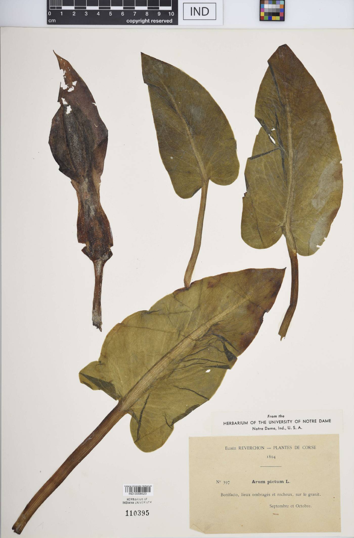 Arum pictum image