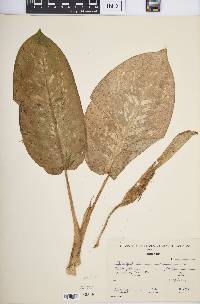 Dieffenbachia aurantiaca image