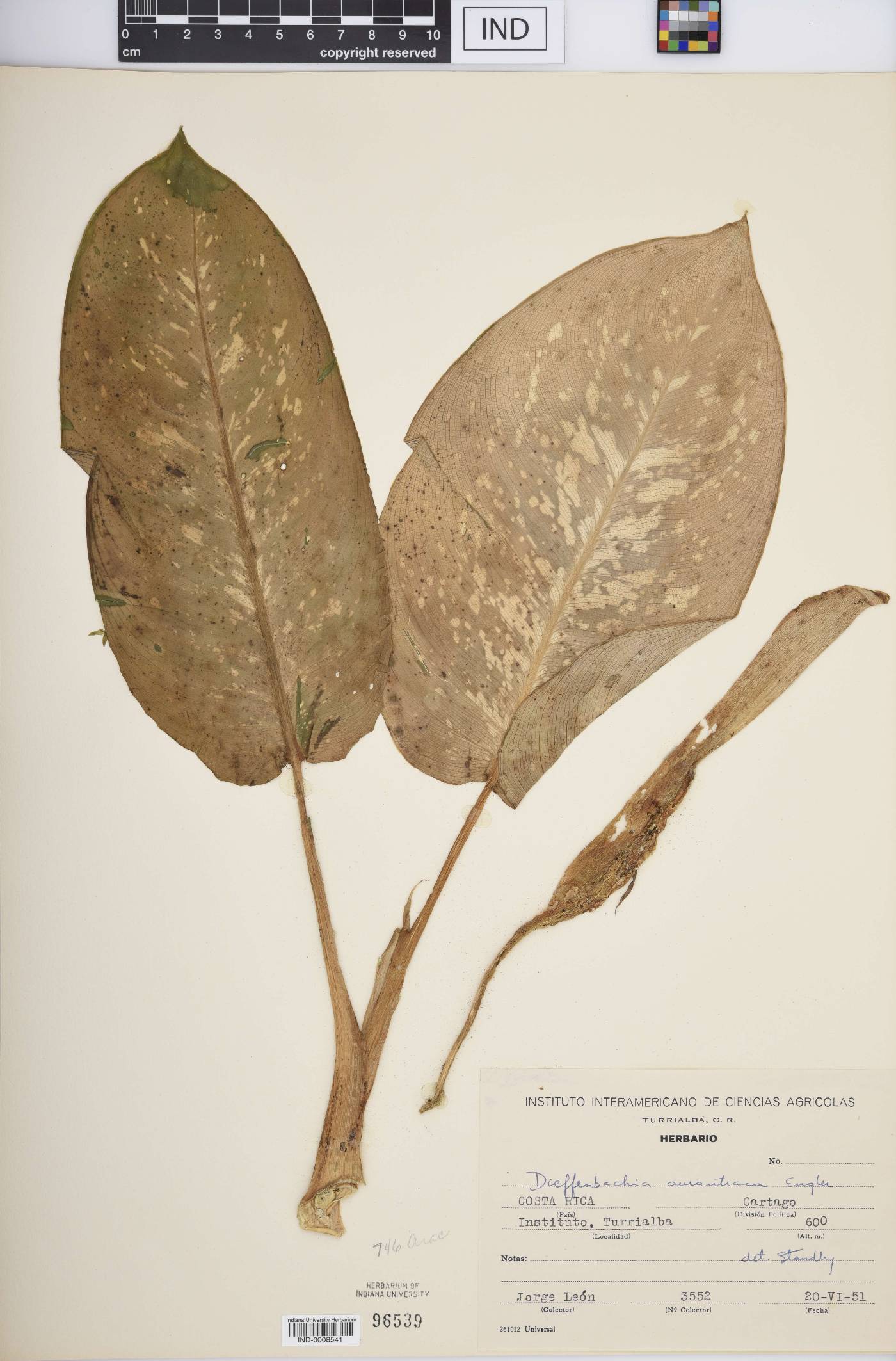 Dieffenbachia aurantiaca image